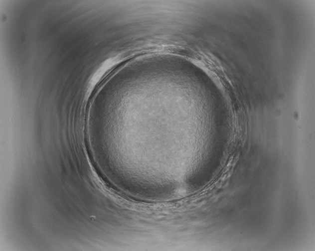 X0000066540003200603171252