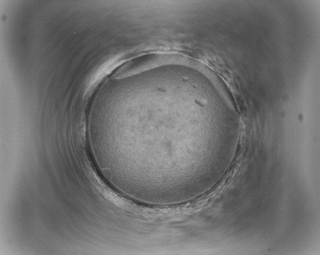 X0000066540005200603171252