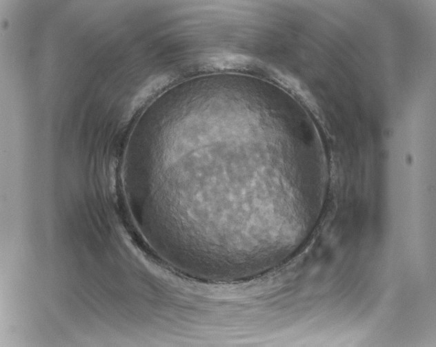 X0000066540010200603171252