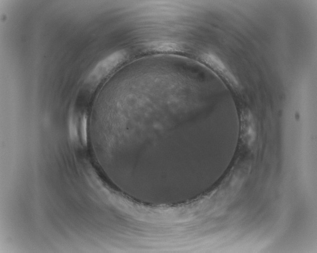 X0000066540014200603171252