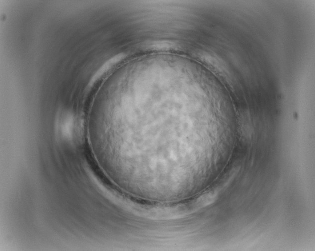 X0000066540016200603171252