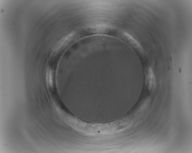 X0000066540026200603171252