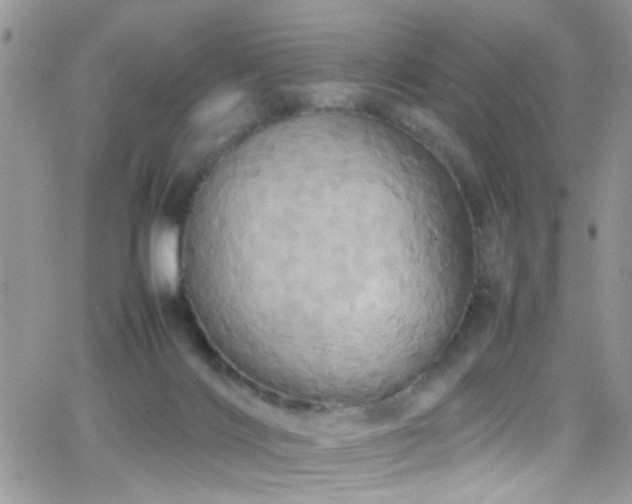 X0000066540028200603171252