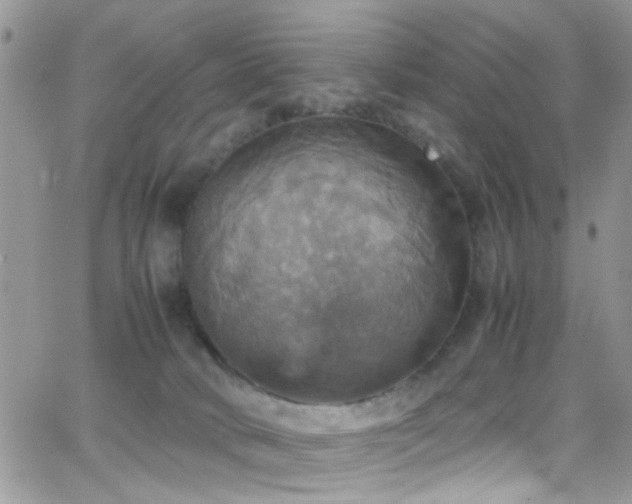 X0000066540034200603171252