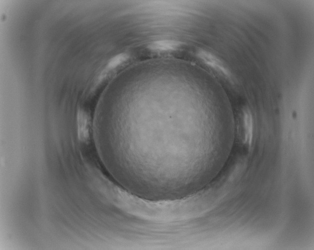 X0000066540038200603171252