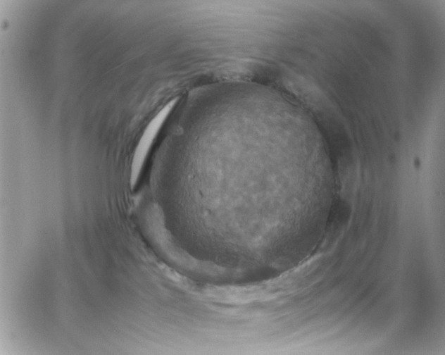 X0000066540041200603171252