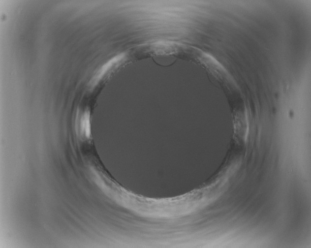 X0000066540046200603171251