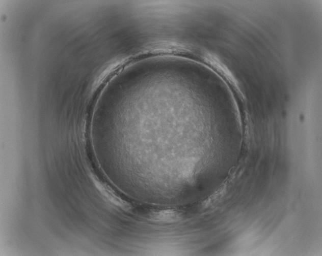 X0000066540058200603171251