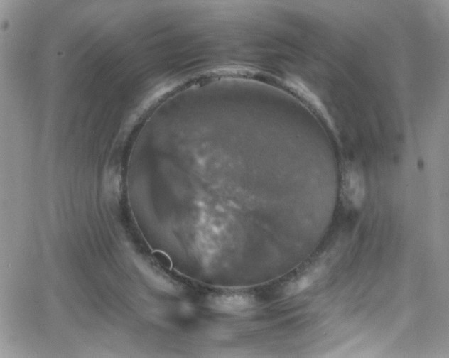 X0000066540063200603171251