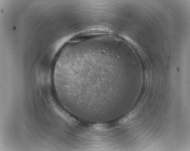 X0000066540064200603171251