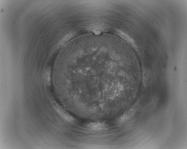 X0000066540065200603171251