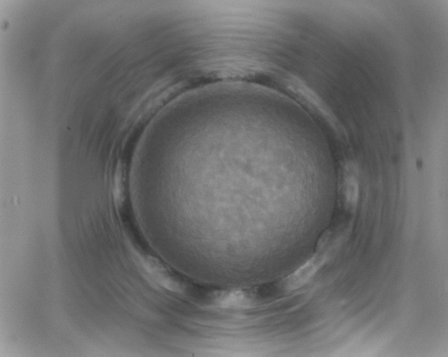 X0000066540074200603171251