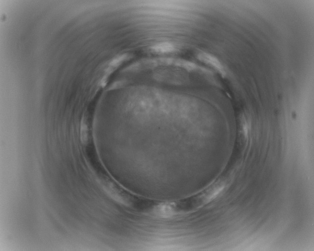 X0000066540080200603171251