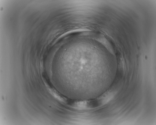 X0000066540084200603171251