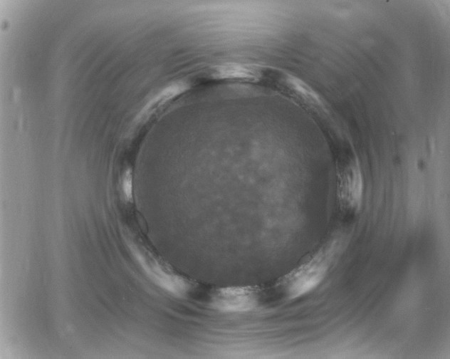 X0000066540095200603171251