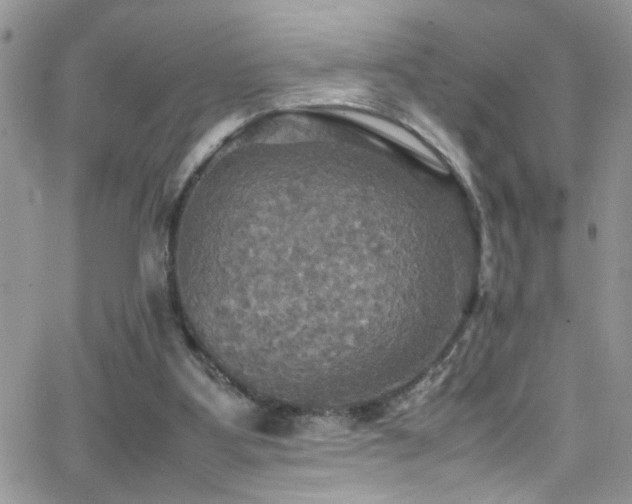 X0000066540107200603171250