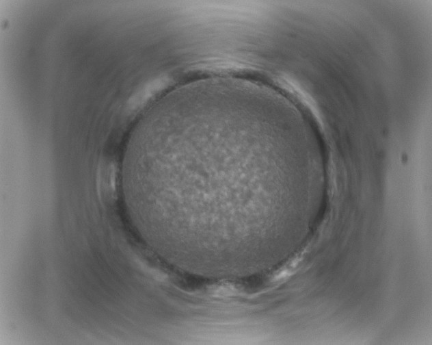 X0000066540115200603171250