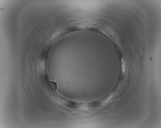 X0000066540127200603171250