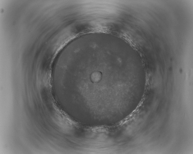 X0000066540146200603171249