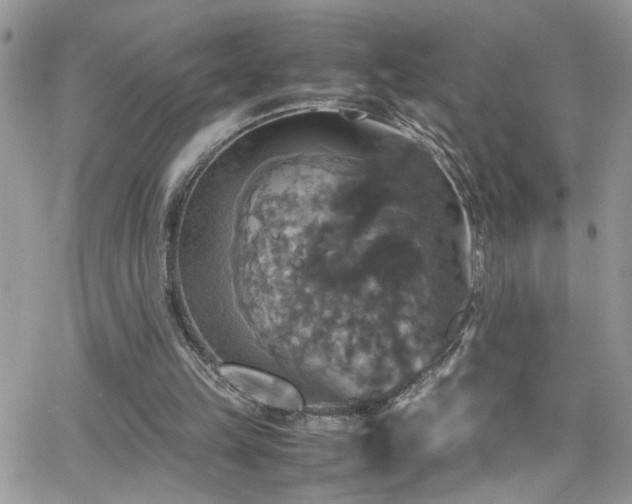 X0000066540149200603171249