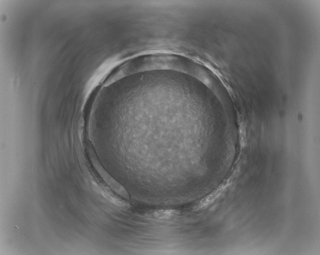 X0000066540152200603171249