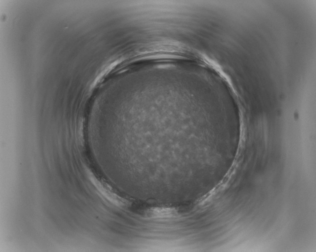 X0000066540154200603171249