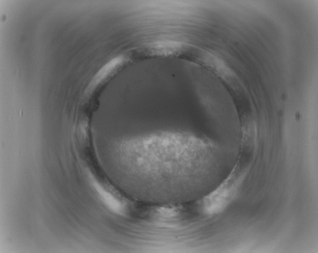 X0000066540166200603171249