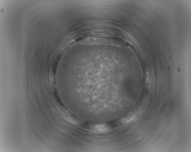 X0000066540173200603171249