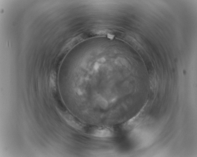 X0000066540175200603171249