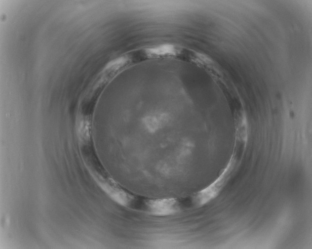 X0000066540191200603171250