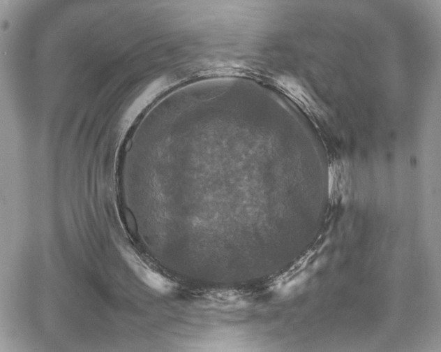 X0000066540195200603171249