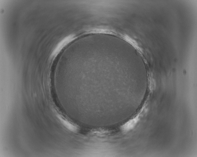 X0000066540199200603171249