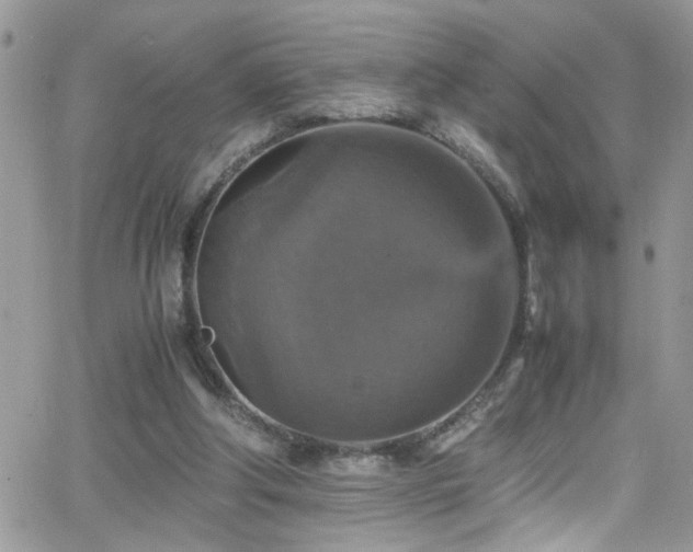 X0000066540202200603171249