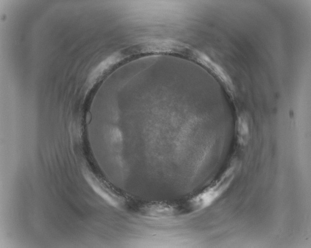 X0000066540203200603171249