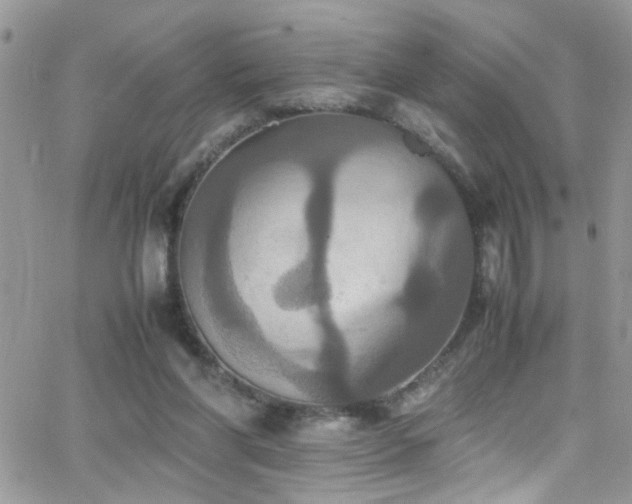 X0000066540206200603171249