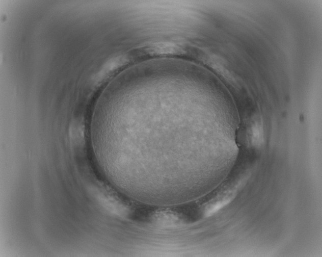 X0000066540207200603171249