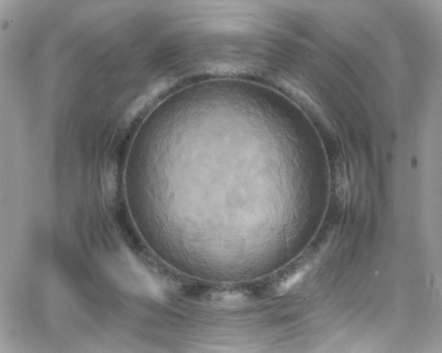 X0000066540208200603171249