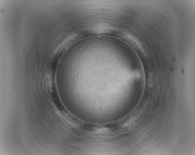 X0000066540210200603171249