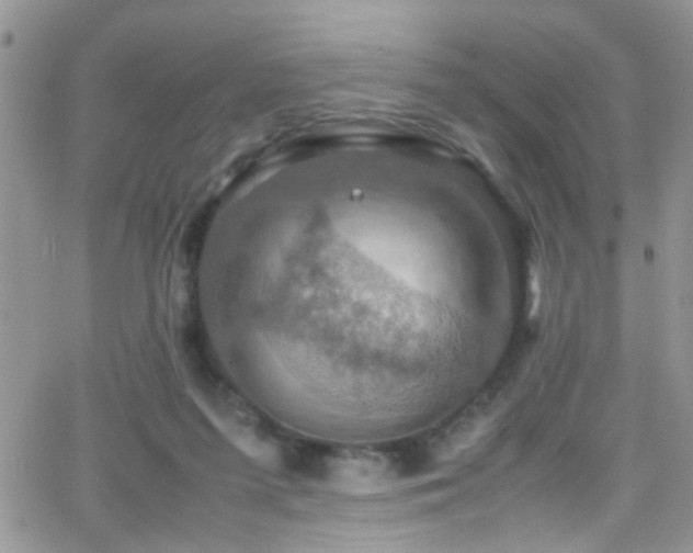 X0000066540215200603171249