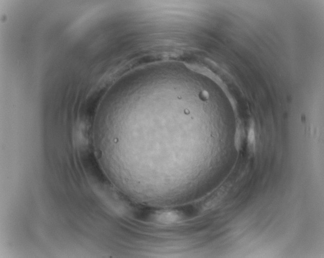 X0000066540218200603171249