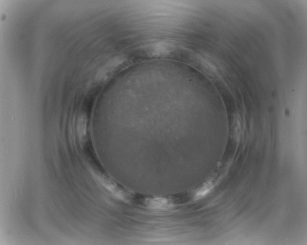 X0000066540230200603171248