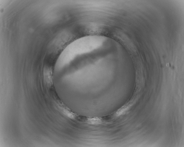 X0000066540240200603171248