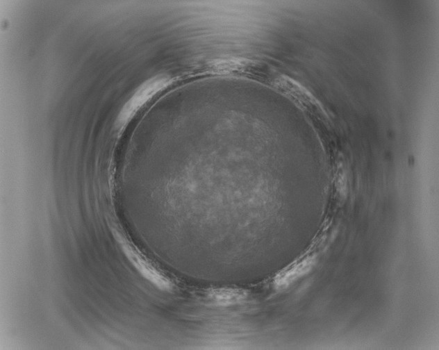 X0000066540242200603171247