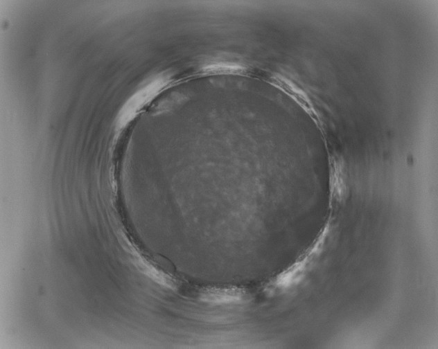 X0000066540245200603171247