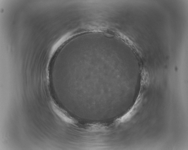 X0000066540246200603171248