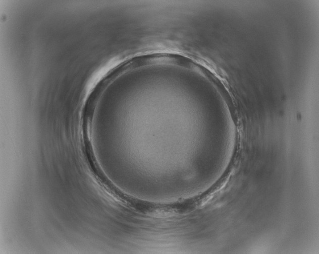 X0000066540248200603171248