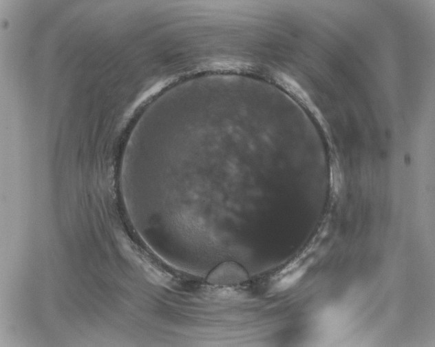 X0000066540249200603171248