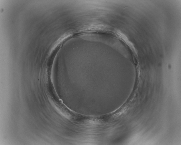 X0000066540250200603171248