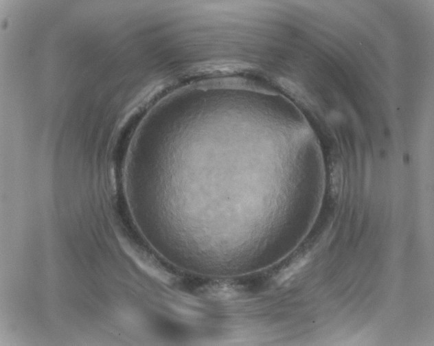 X0000066540254200603171248