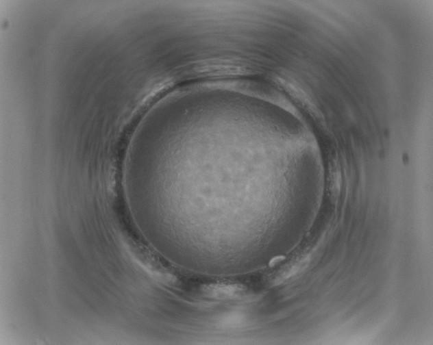 X0000066540255200603171248